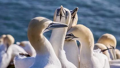 熊猫体育-东亚杯中国足球惨败 球员状态不稳定，东亚杯中国队