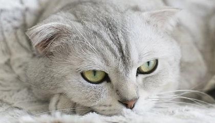 熊猫体育平台安全-史上最年轻的“欧冠最佳射手”首次问鼎，欧冠历史最年轻出场球员