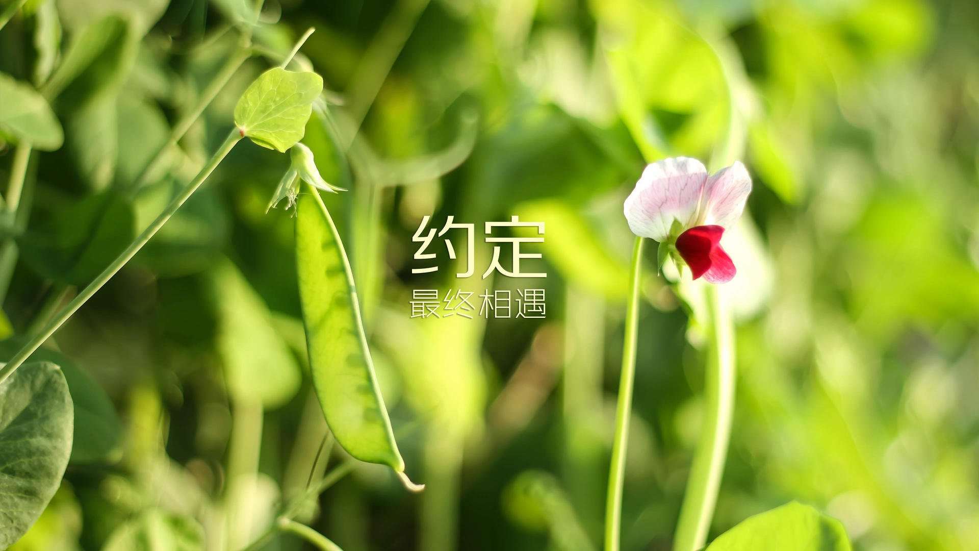 博卡新星前腰展现潜力，博卡萨百度百科