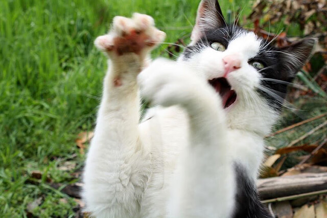 威少称信任是组织进攻的最大武器