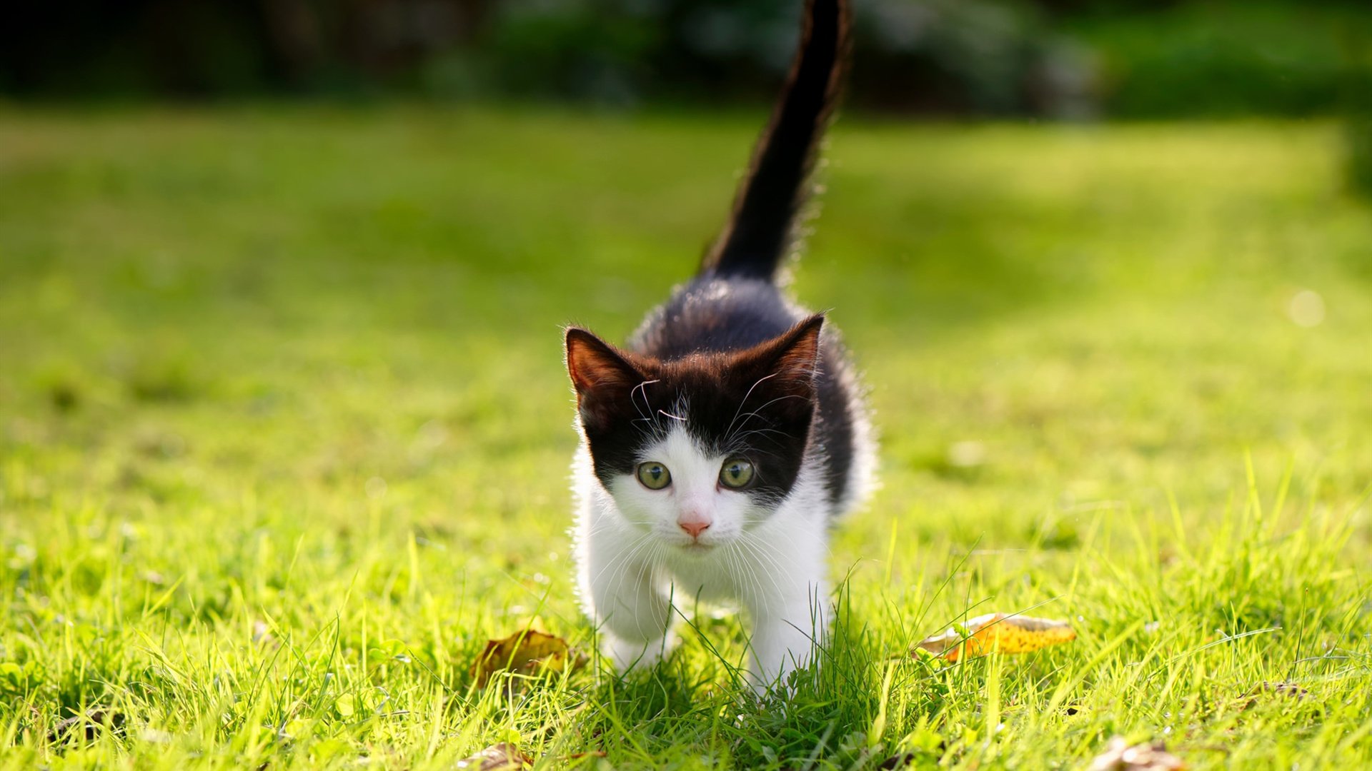 意大利男队自由泳实力持续提升，意大利男排自由人