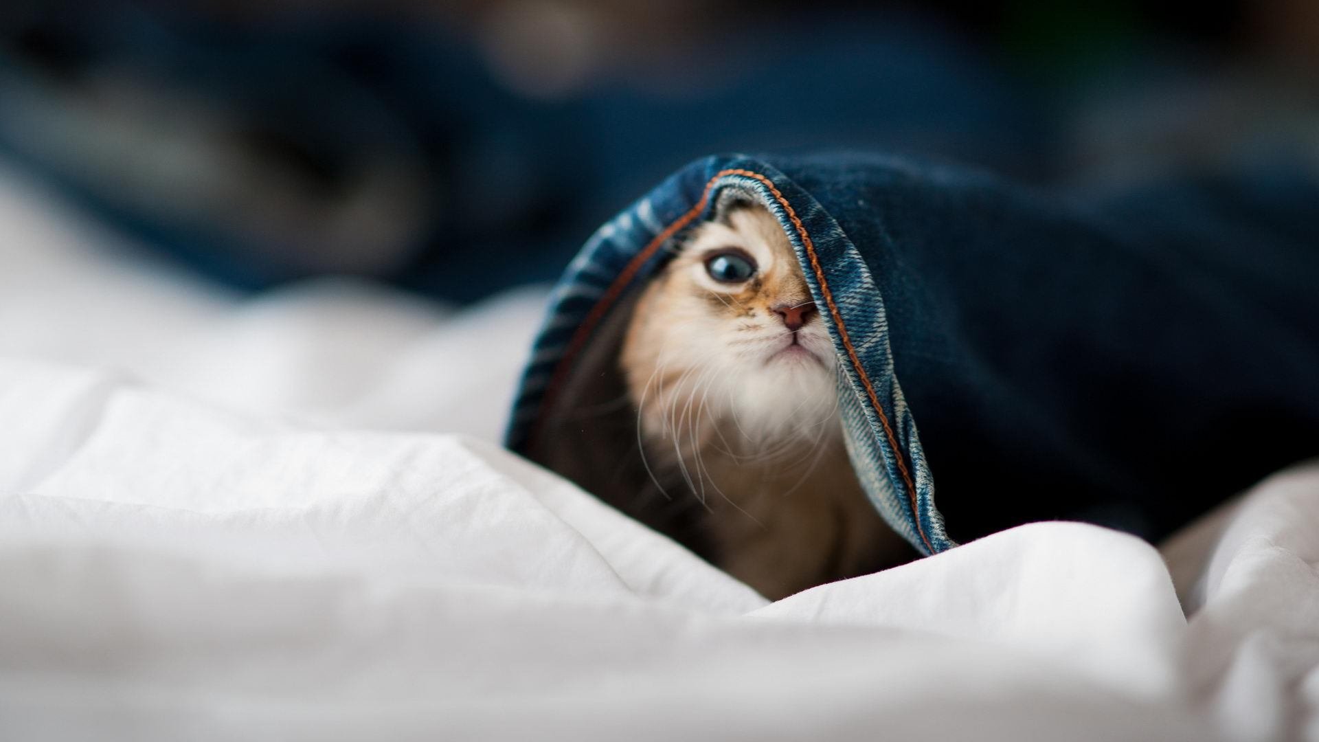 熊猫体育官网-斯滕伯根稳定发挥赢得比赛荣誉，斯滕伯格的成功智力