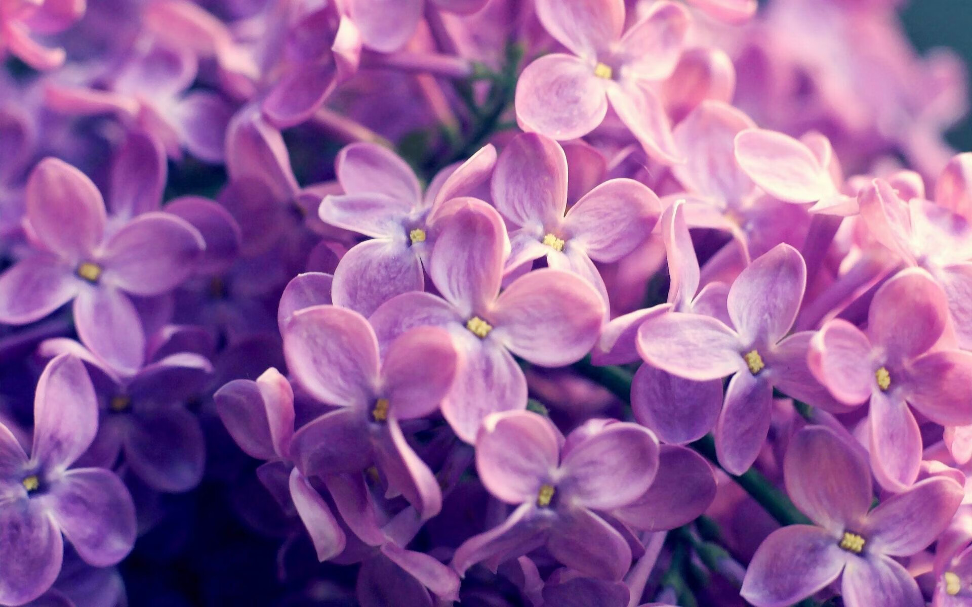 熊猫体育娱乐-格鲁吉亚女篮在欧洲锦标赛中再夺荣誉，展示崭新实力，格鲁吉亚篮球厉害吗