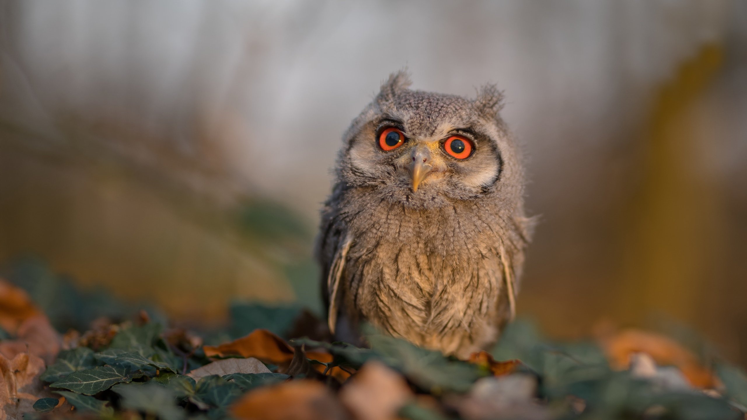 欧洲杯变阵奇兵：战术创新带来精彩瞬间！，欧洲杯阵出炉