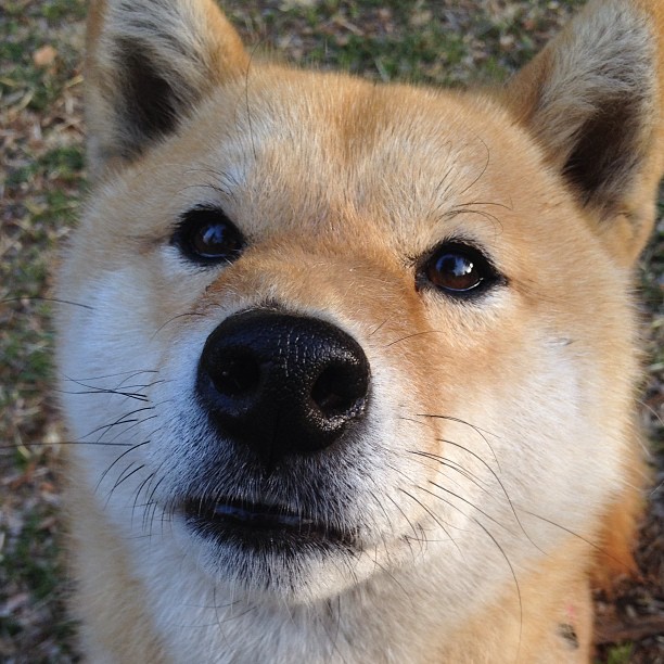 熊猫TV-比利时男篮在欧洲预赛中坚持不懈，冲击奥运舞台，比利时男篮3v3