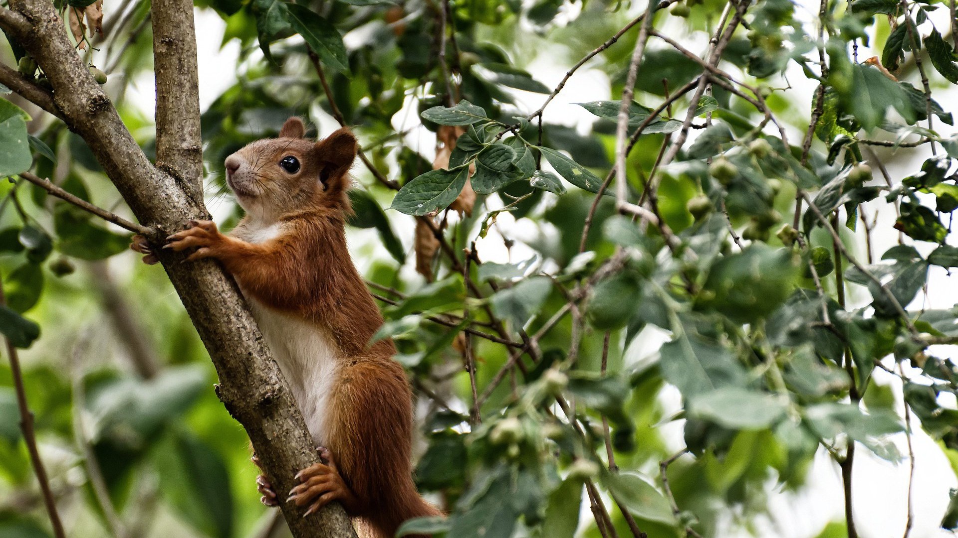 熊猫体育官网-法甲火爆赛事：攻防交锋的视觉盛宴，法甲 经典比赛