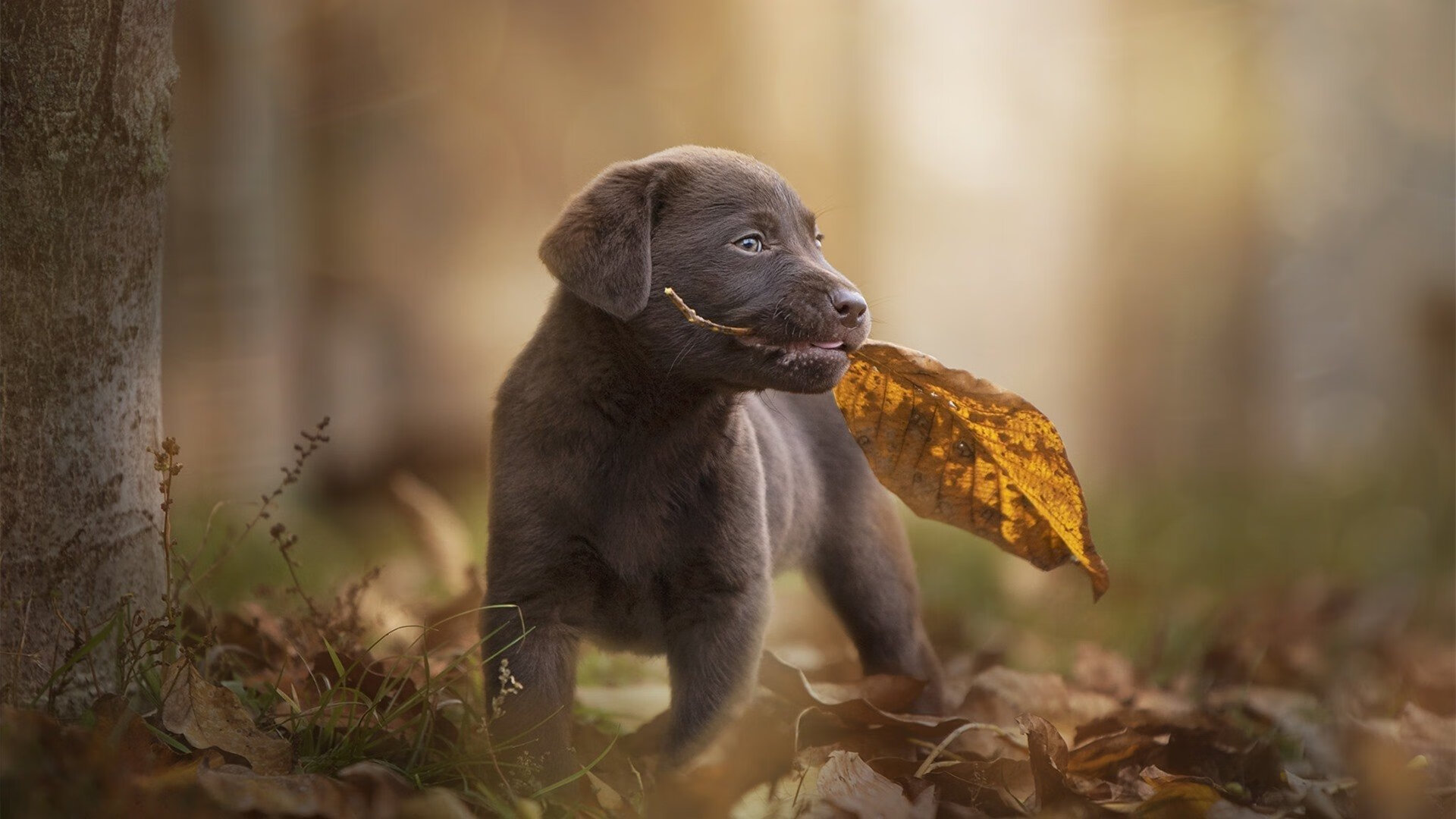 熊猫体育官网-苏格兰橄榄球队的未来发展依赖于青训和人才培养，苏格兰 球员