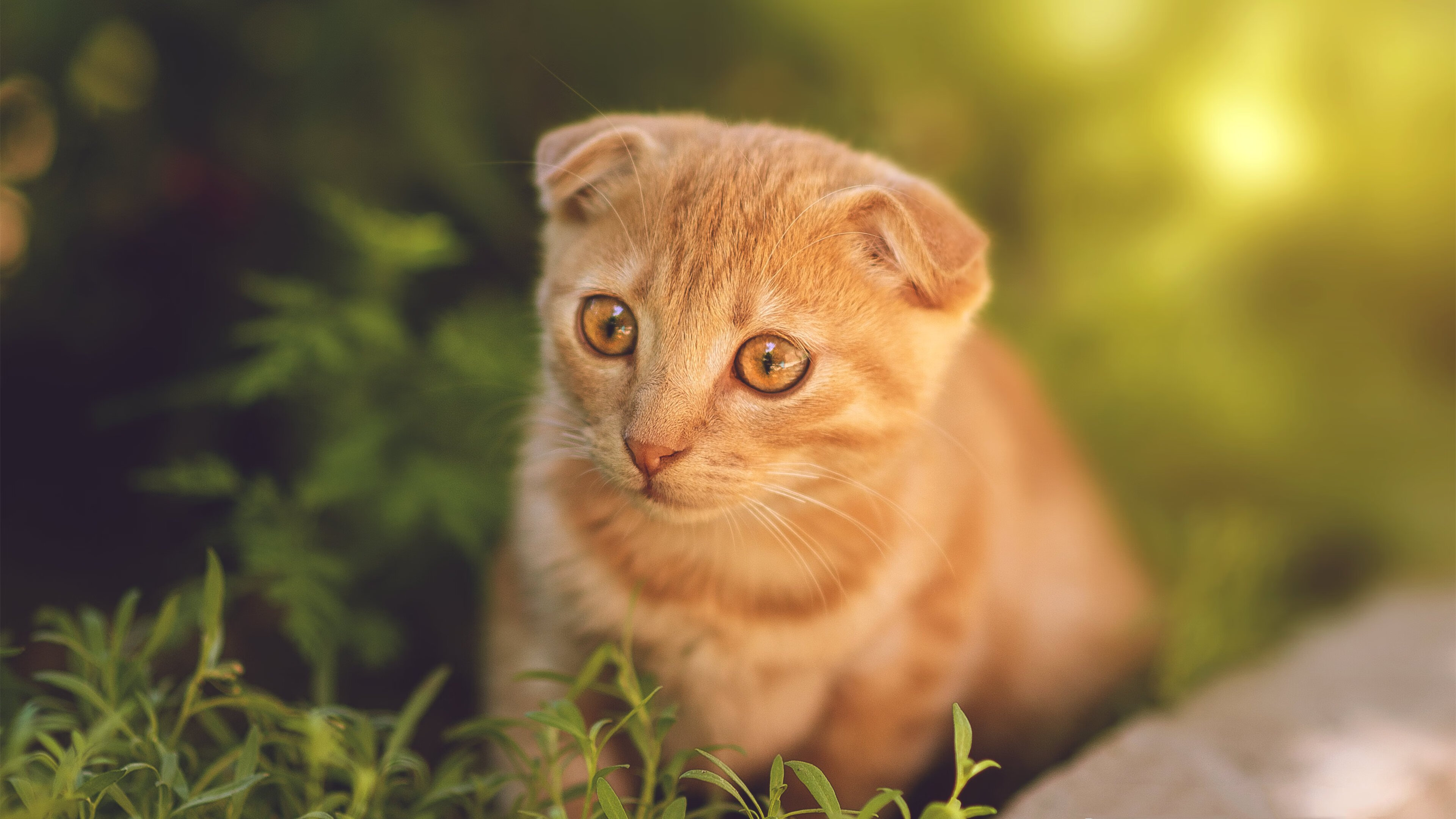 熊猫体育娱乐-蝶泳转身效率提升迅速，蝶泳如何呼吸换气